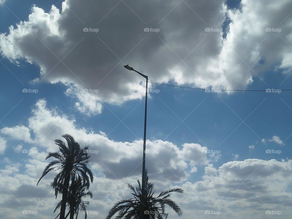 Beautiful palm tree and highest electric lamp.