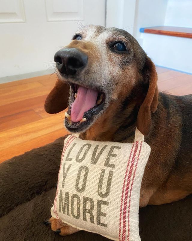 dog