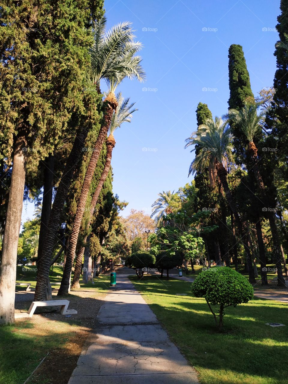 Park with palms, trees and nice small walking street in the middle. In daylight and shadows.
