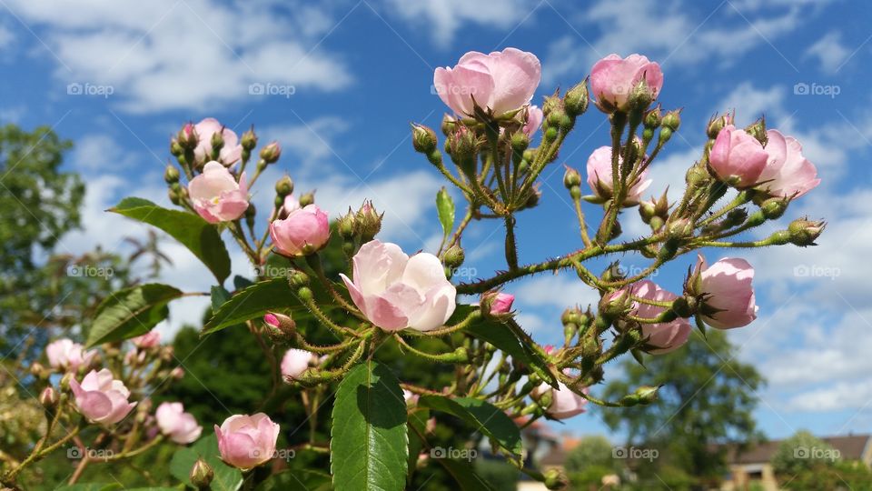 small pretty pink roses against a blue sky