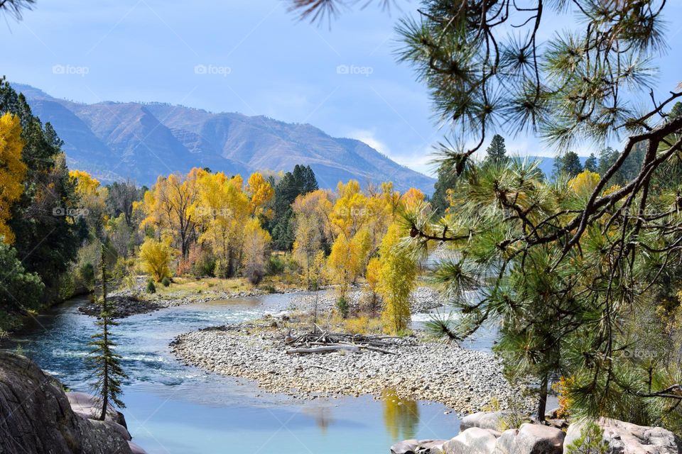 Fall settles upon the Animas River region near Durango Colorado turning trees brilliant colors