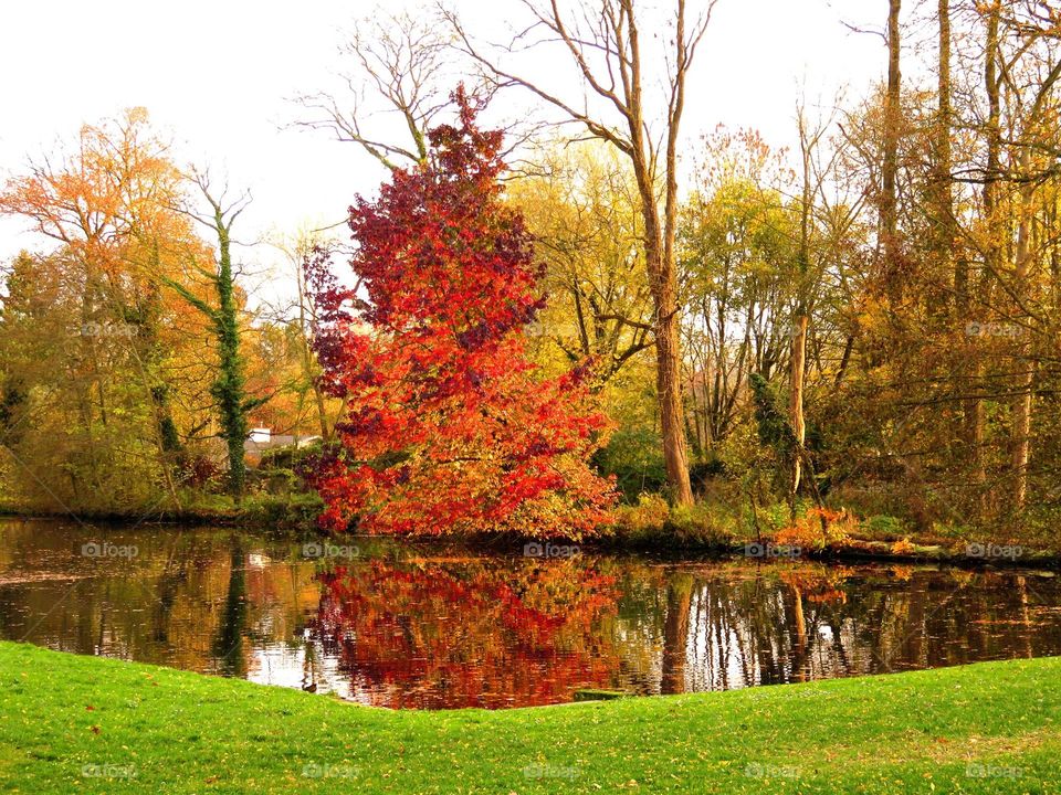 Bright autumn  tree