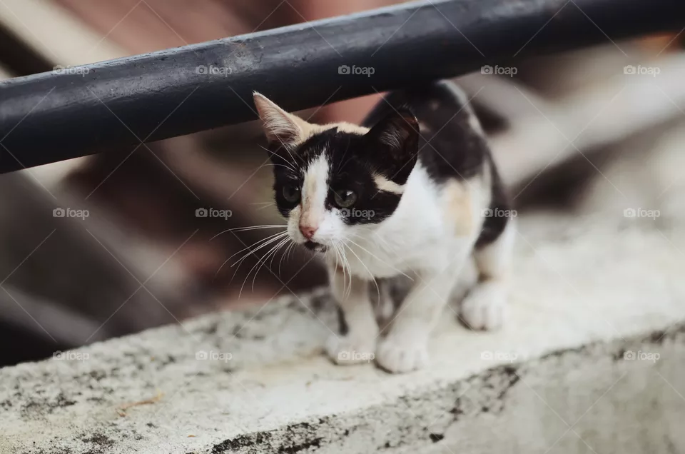Kitty