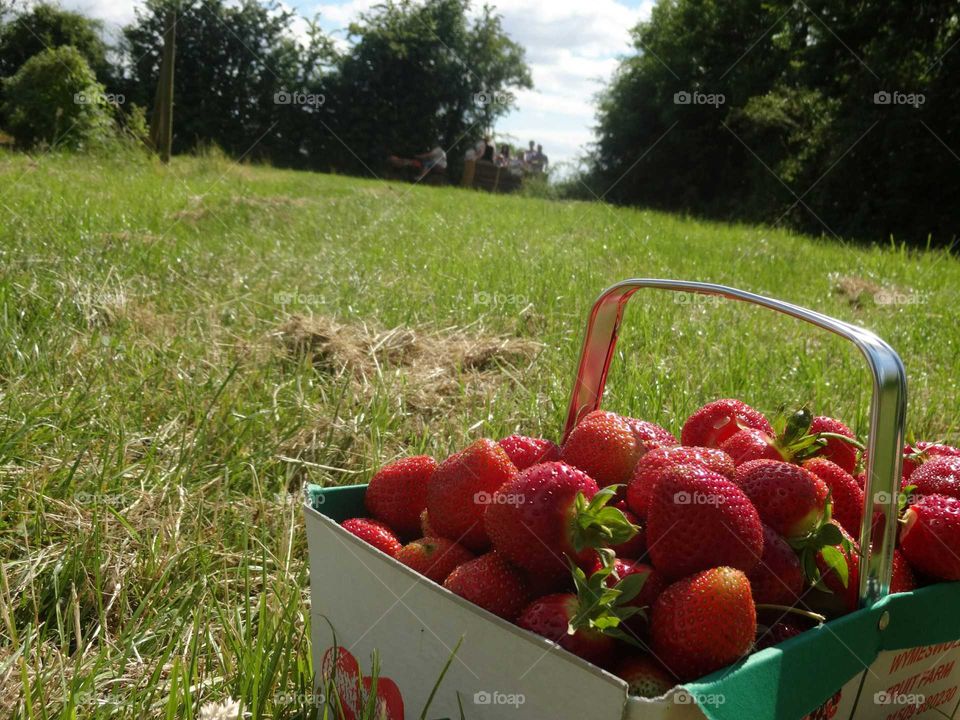 strawberry. strawberries season