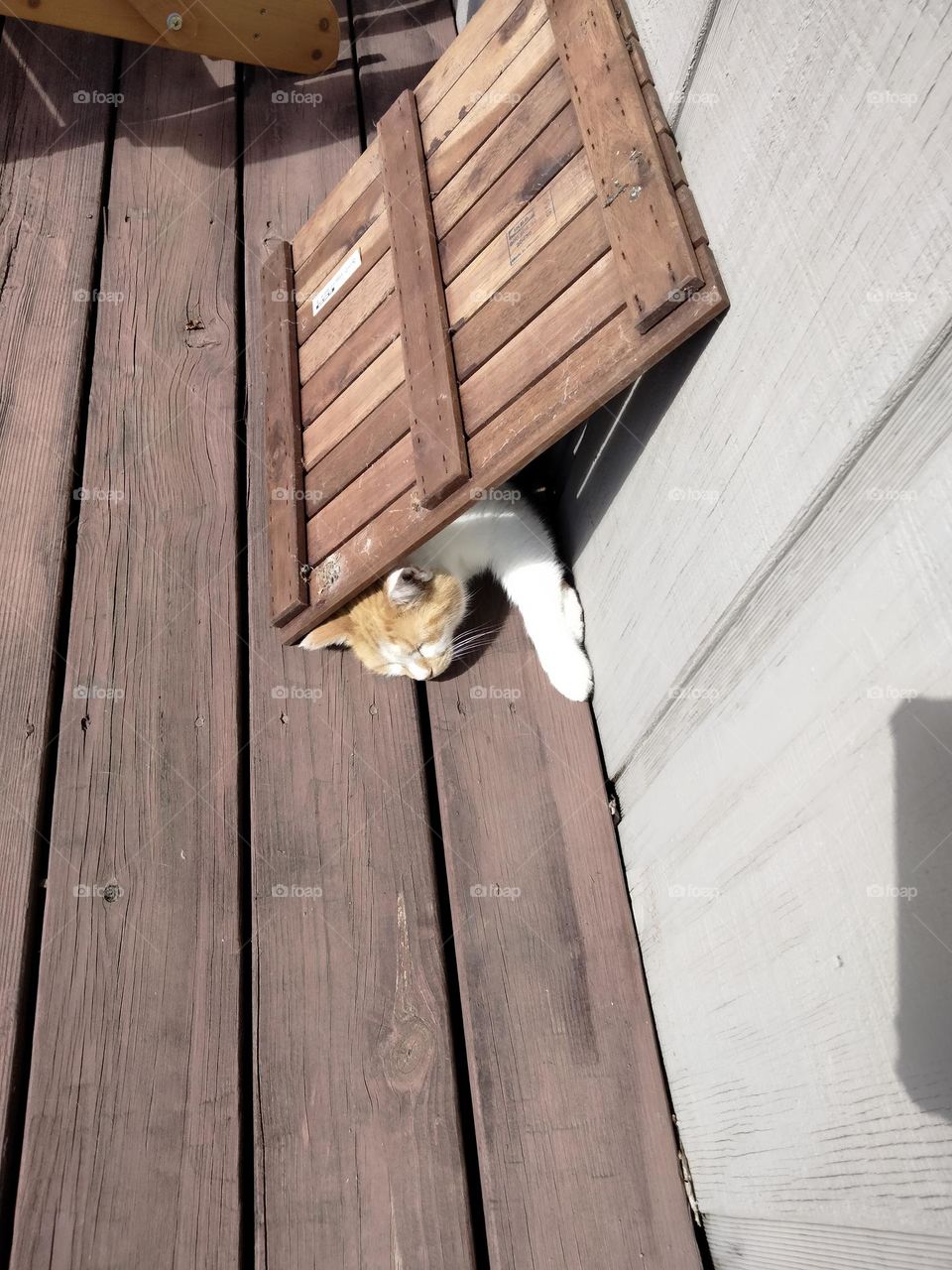 Enjoying a kitty tunnel