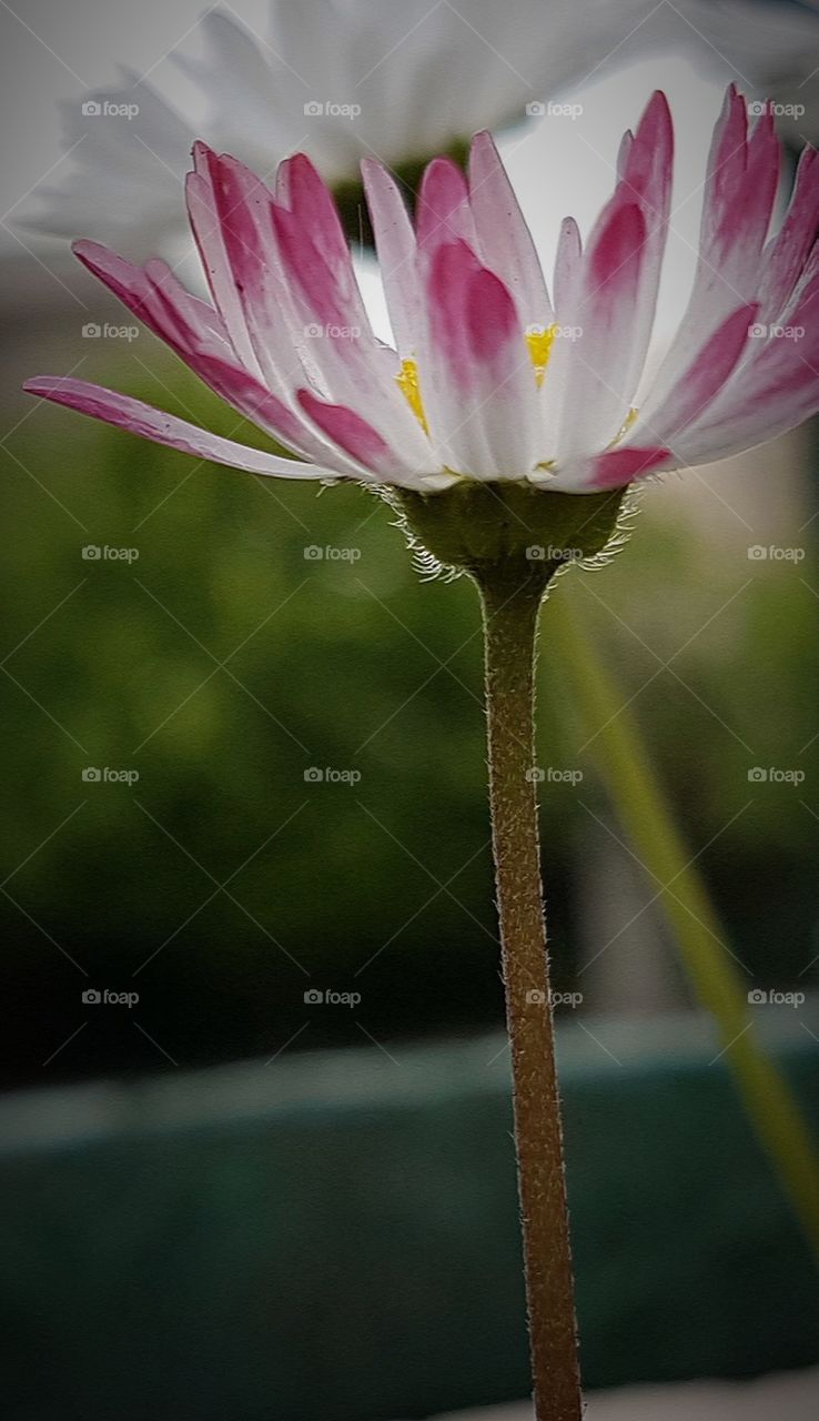 Flower closeup