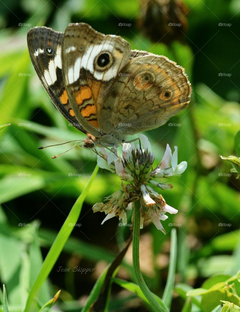 Buckeye butterfly on clover