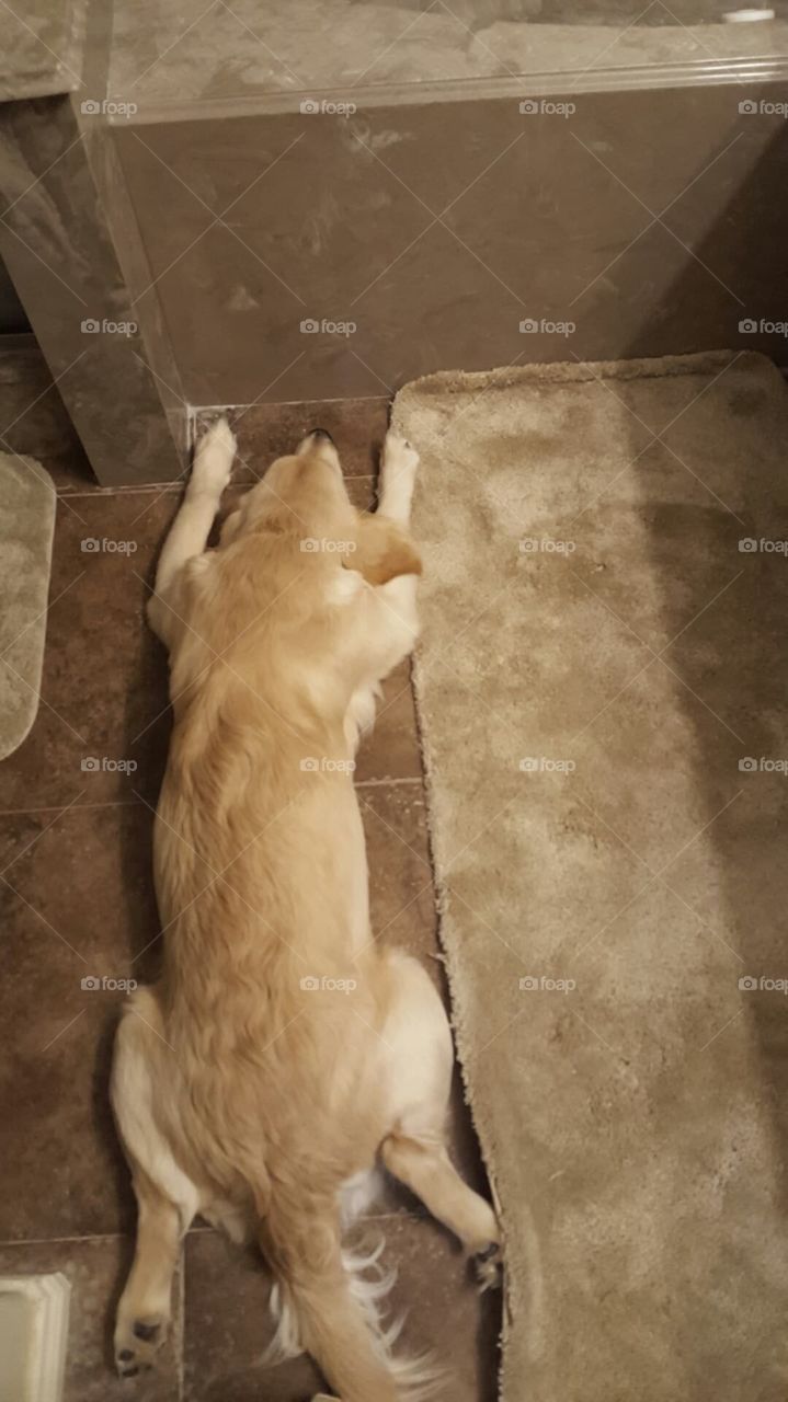 golden retriever rug