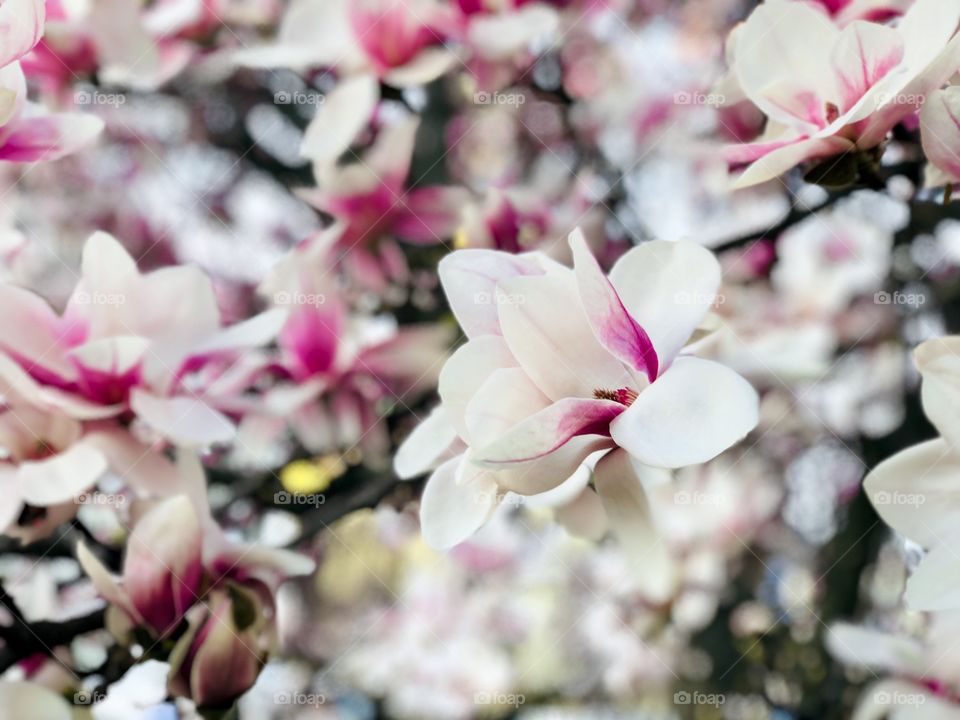 Magnolia