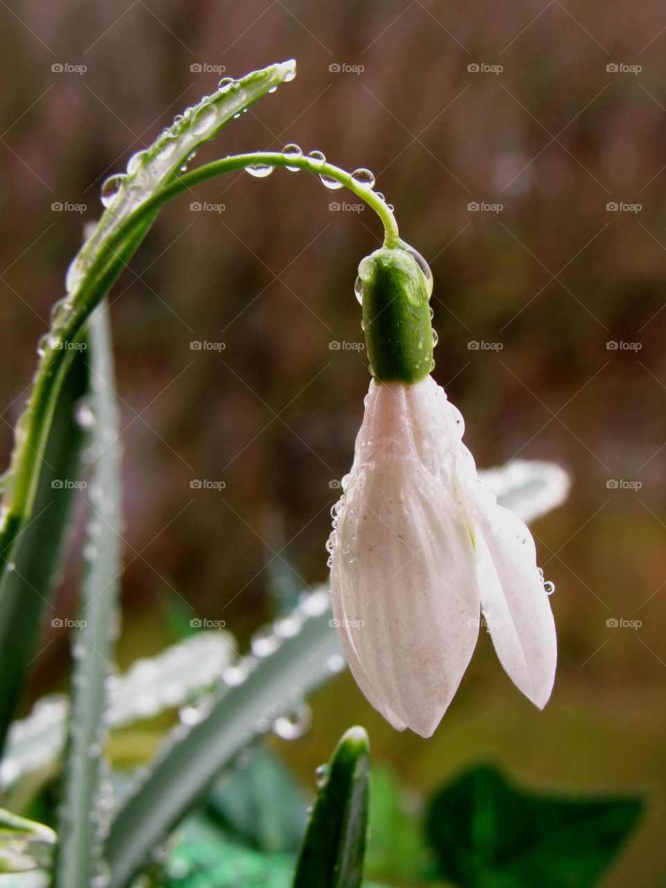 Water drops on snowdrop flower