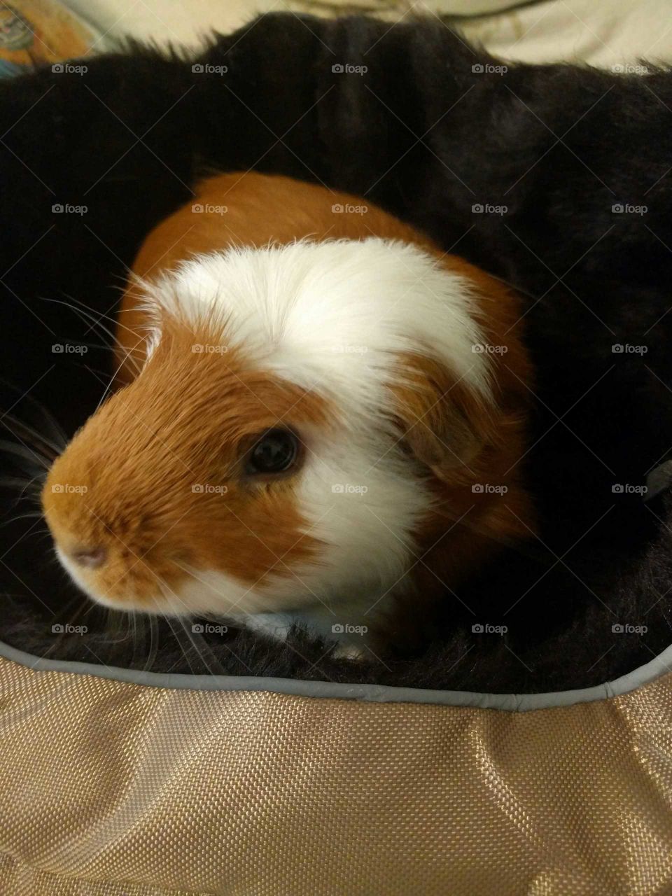 My Guinea Pig buddy being a guinea pig