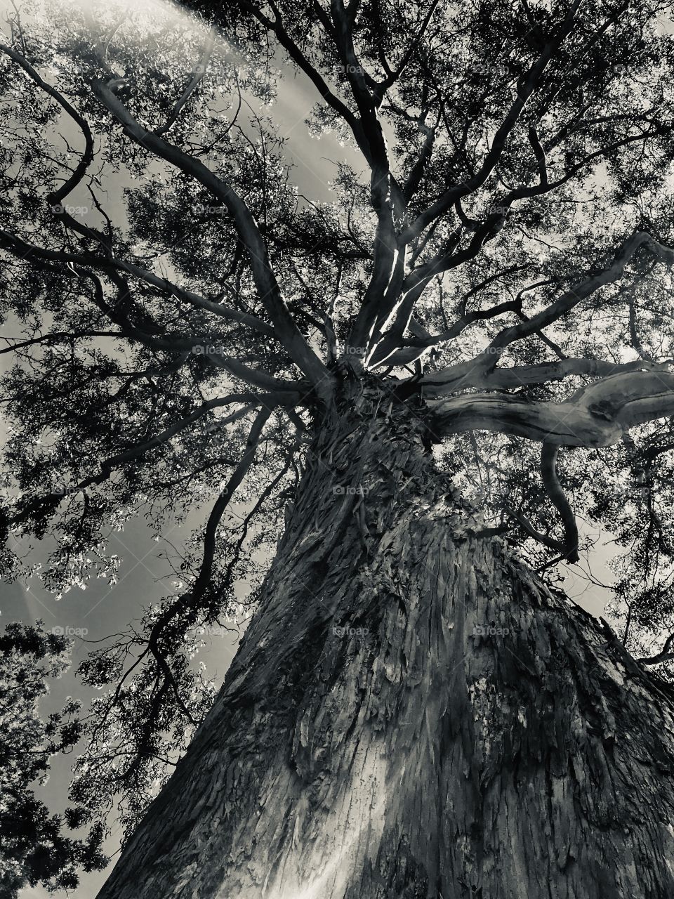 BW Eucalyptus tree