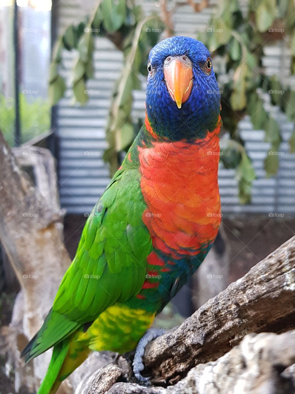 colourful parrot closeup