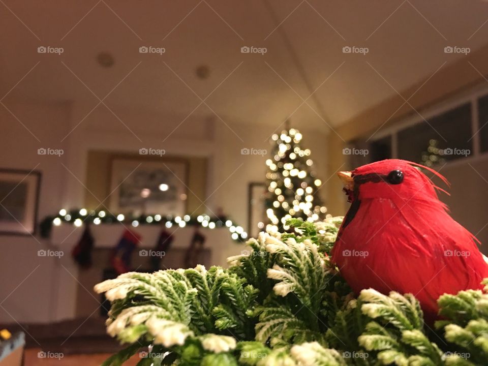 Red cardinal feather decoration on a small pine in front of a Christmas tree and stockings 