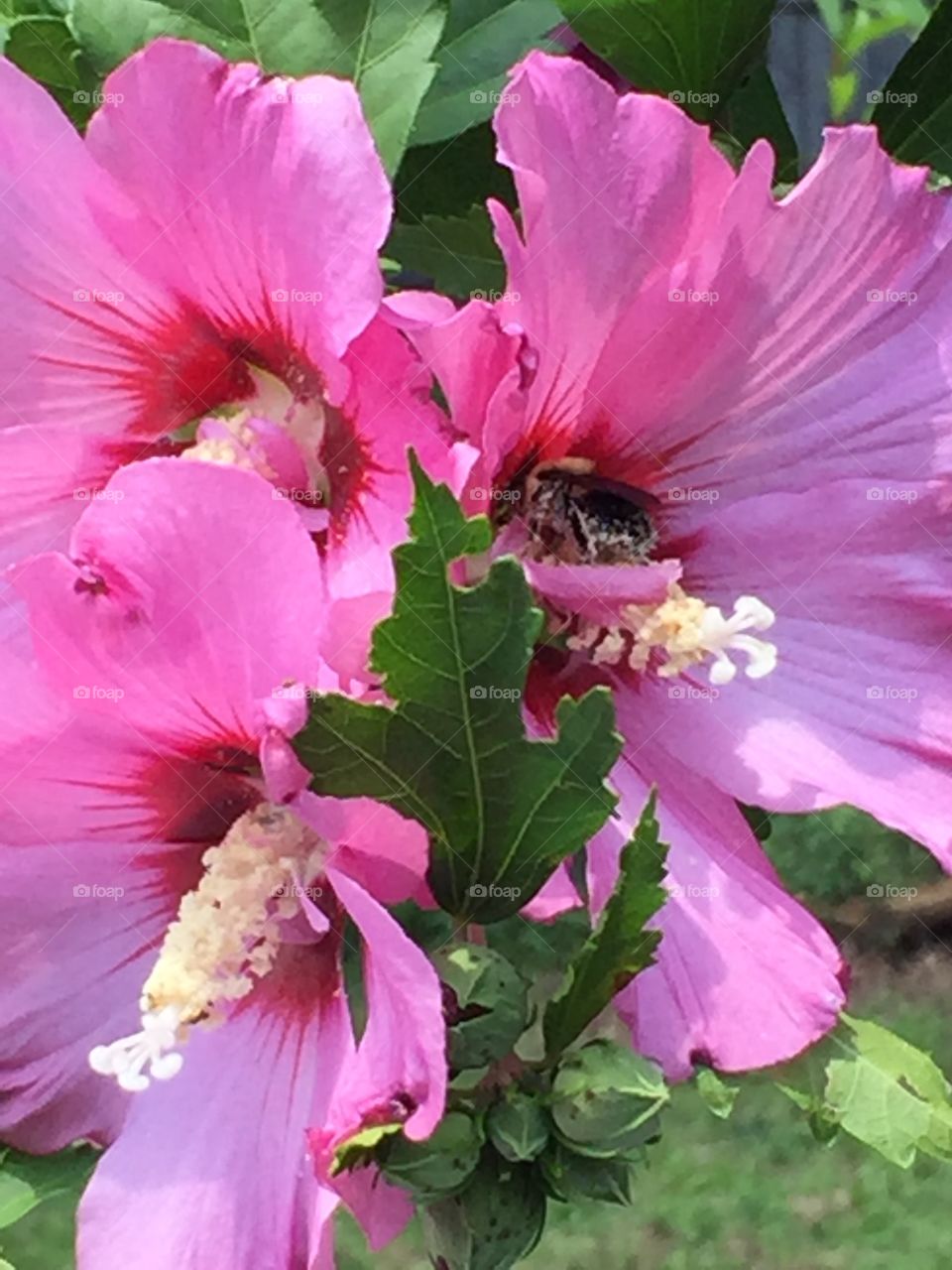 Bee In flower
