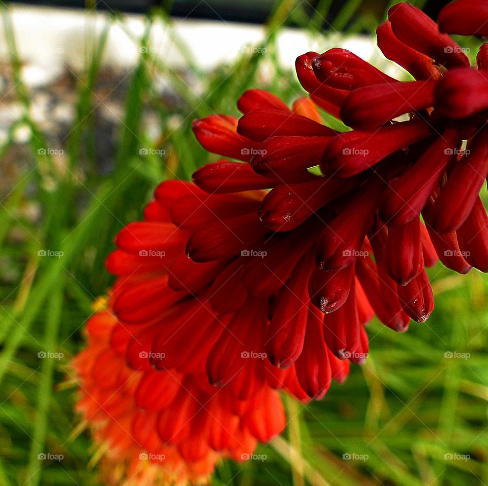 Torch lily flower