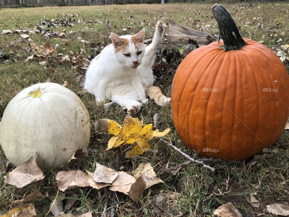 Cat with pumpkin 