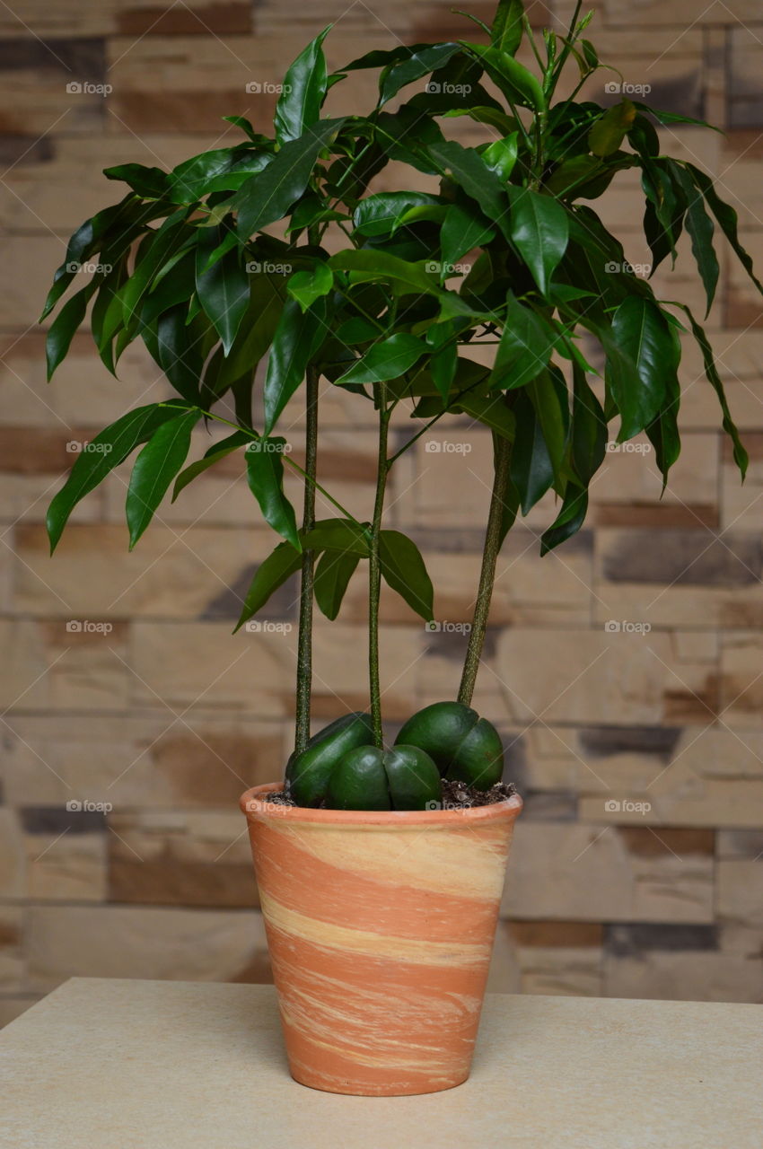 House plants in pot-Castanospermum australe, Moreton Bay Chestnut, Blackbean, Lucky Bean,