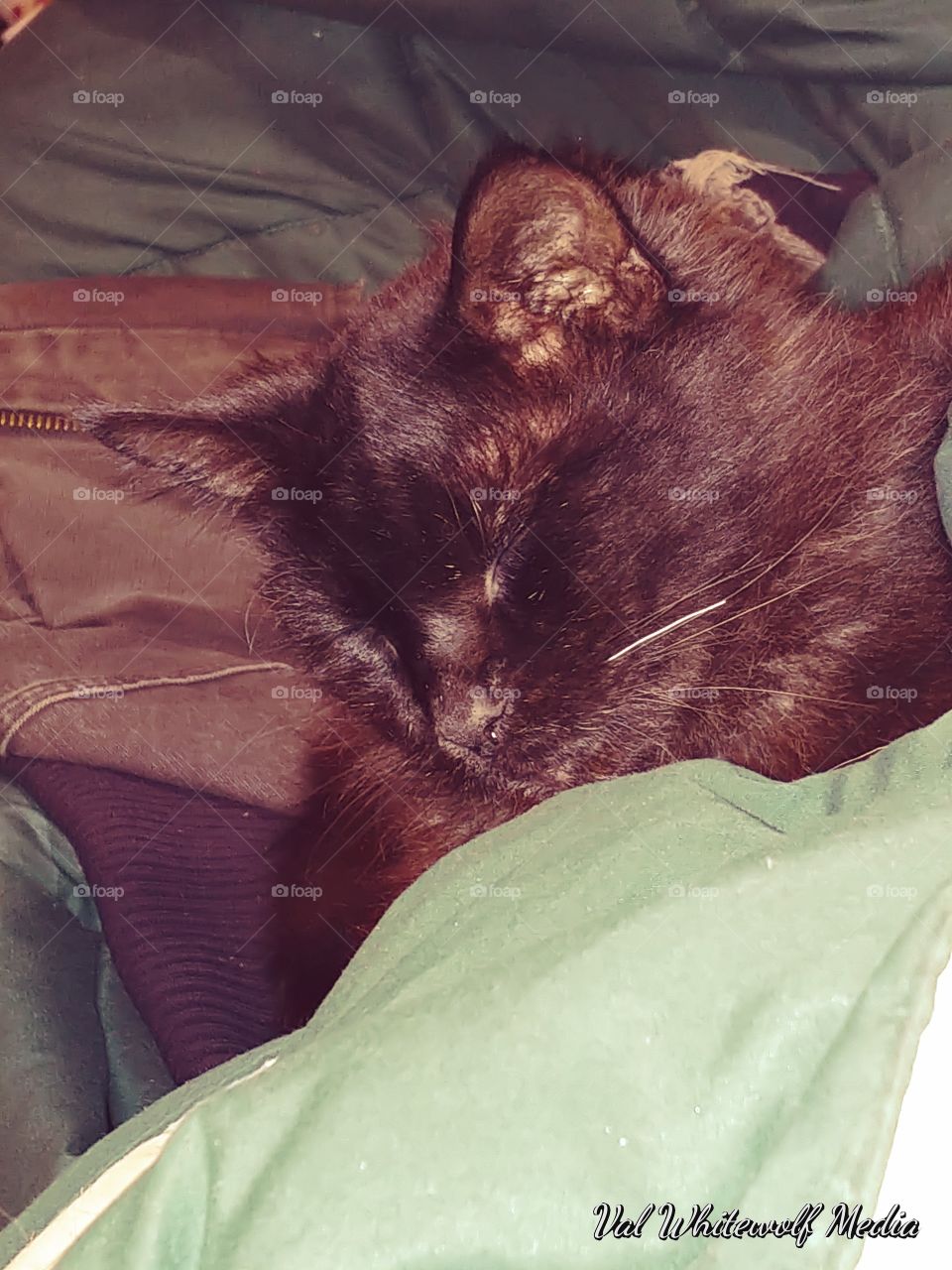 blanket cat bed sleeping ears nose