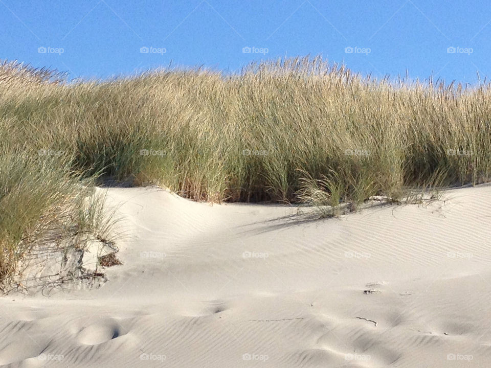 beach sand coast dunes by psa