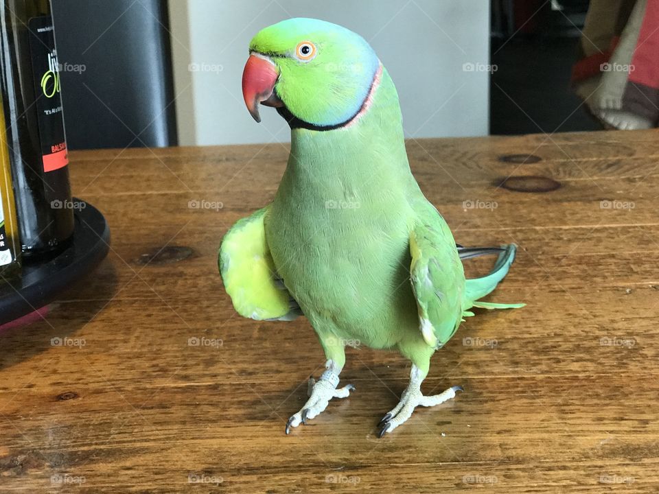 Indian Ringneck Parakeet (Parrot)