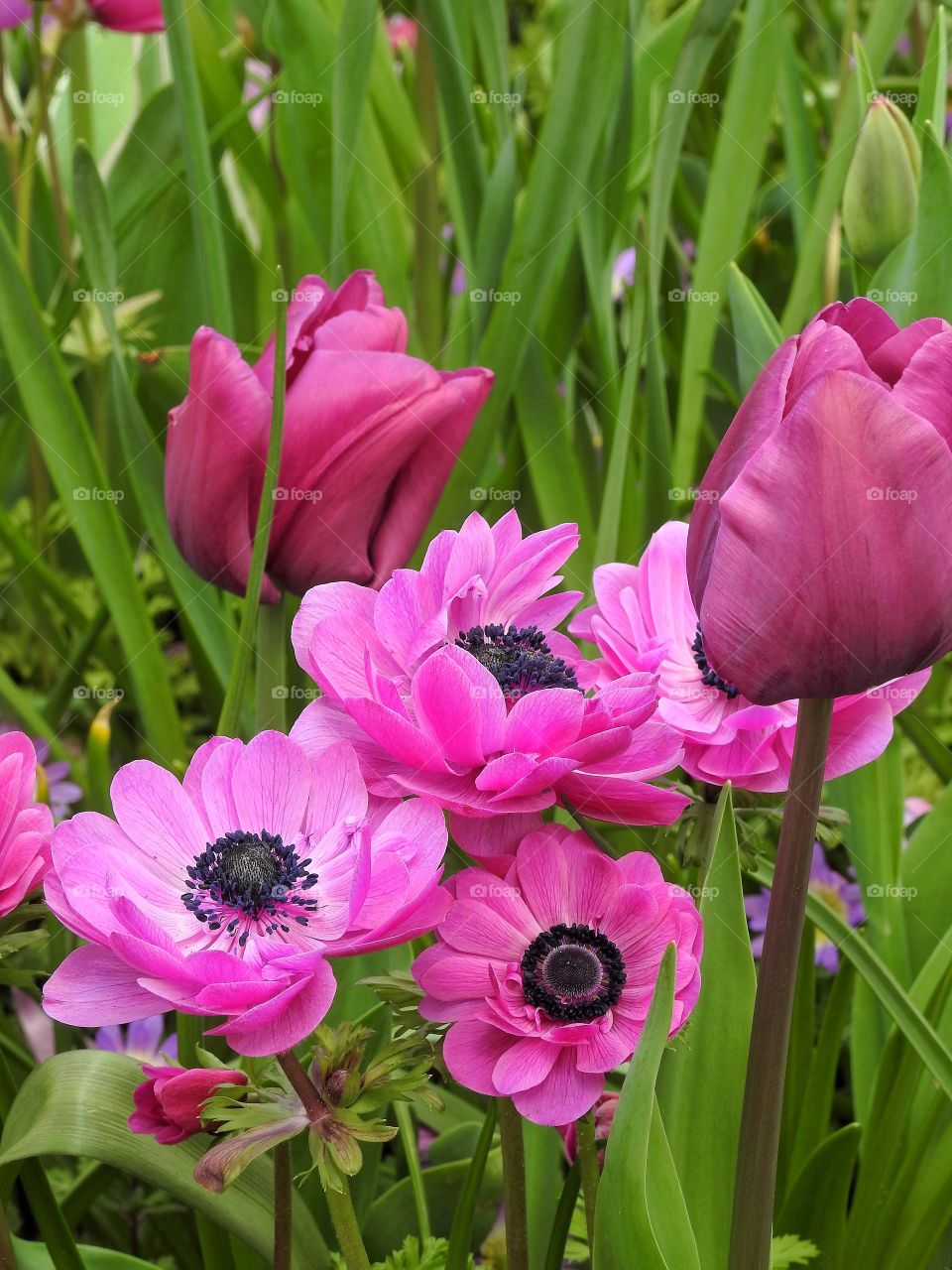 Pink anemone