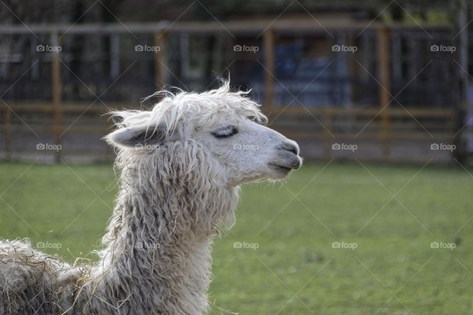 Side view of alpaca