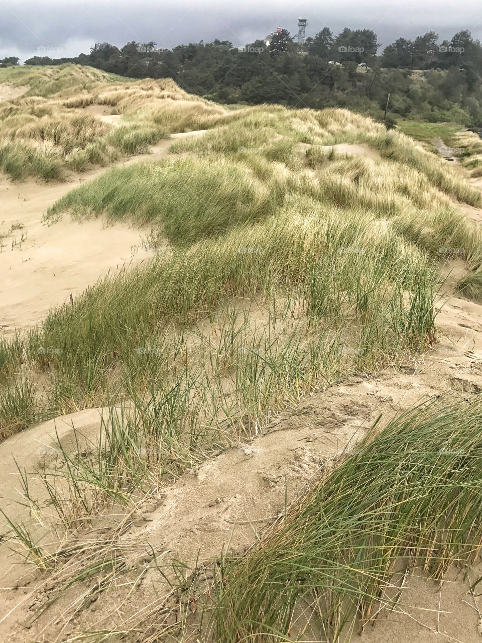 Beach Grass 