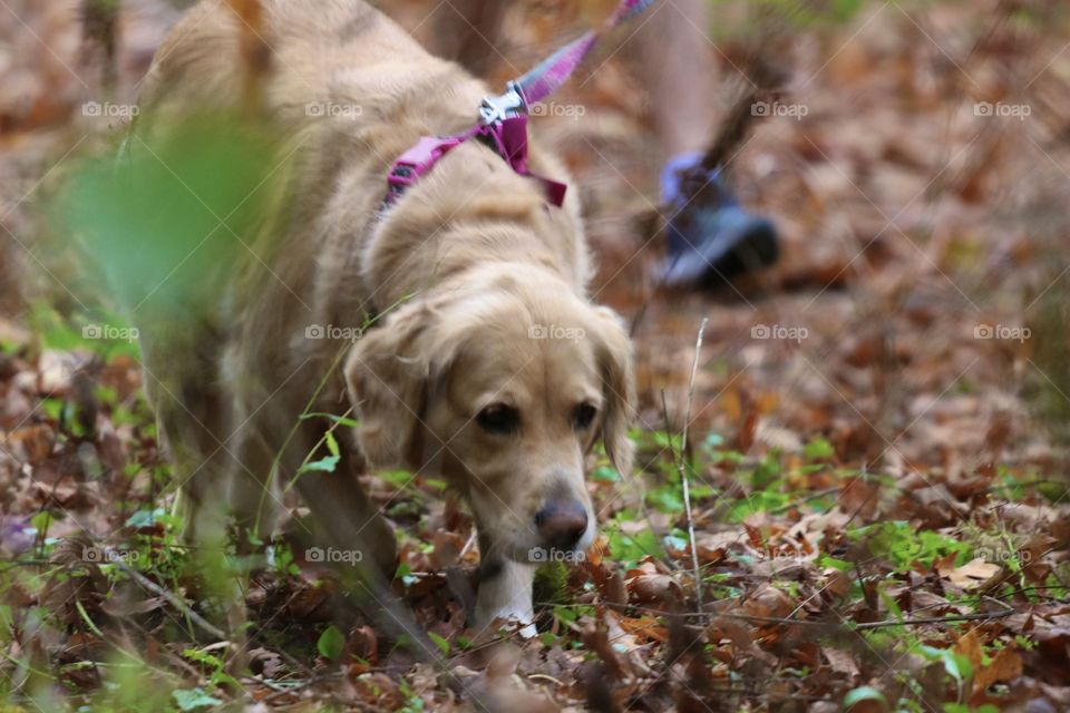 Walk with the dog trough the forest, over fallen leaves in autumn 