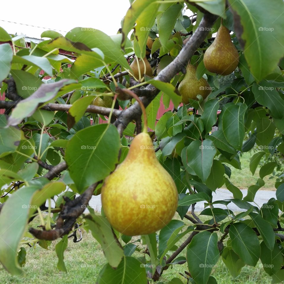 autumn pear