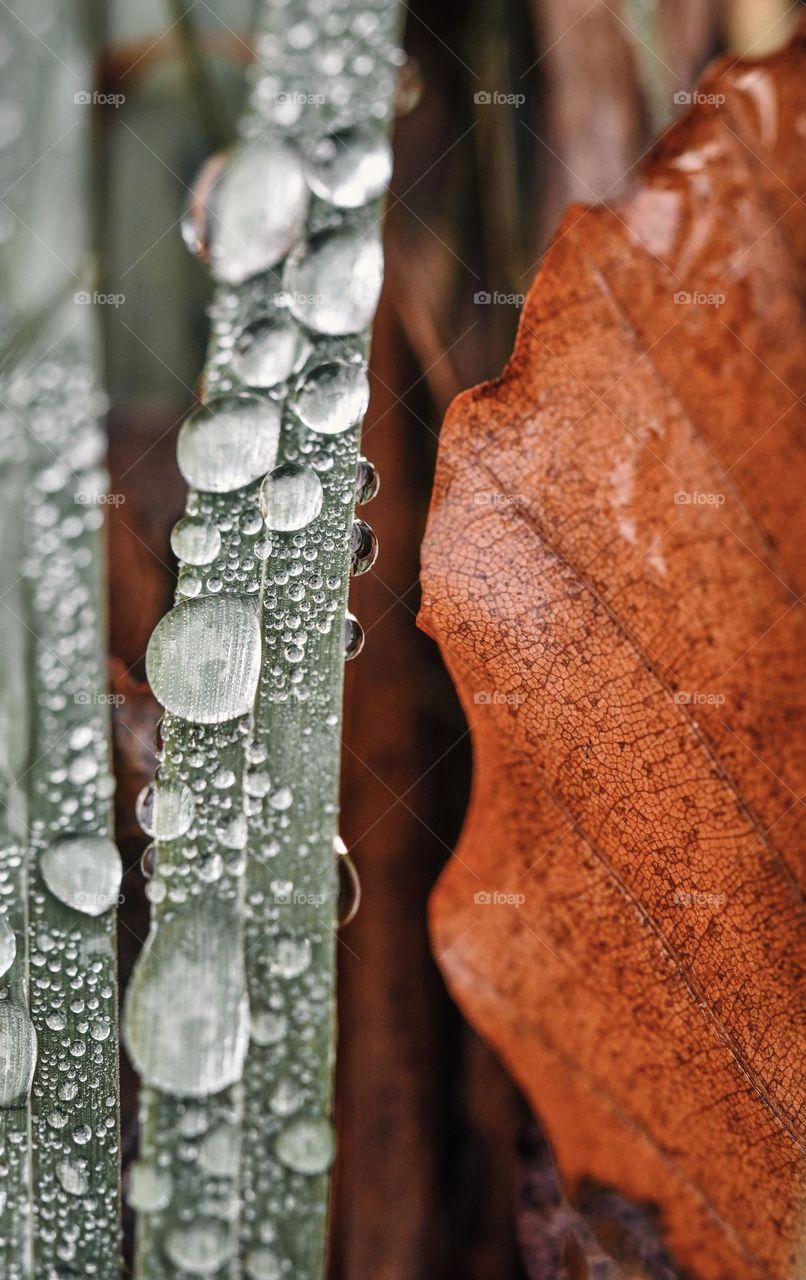 Closeup or macro of small water drops on leaf