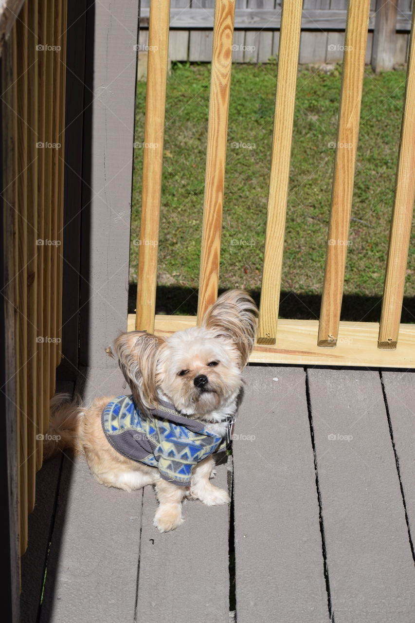 Sunning on the porch