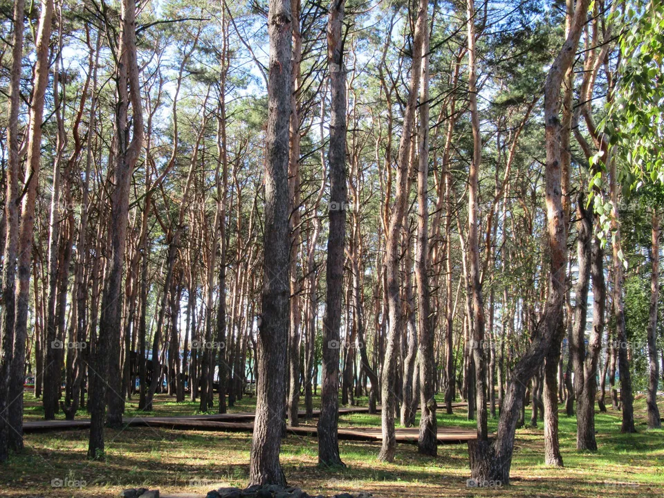 autumn forest in october, a park in the city