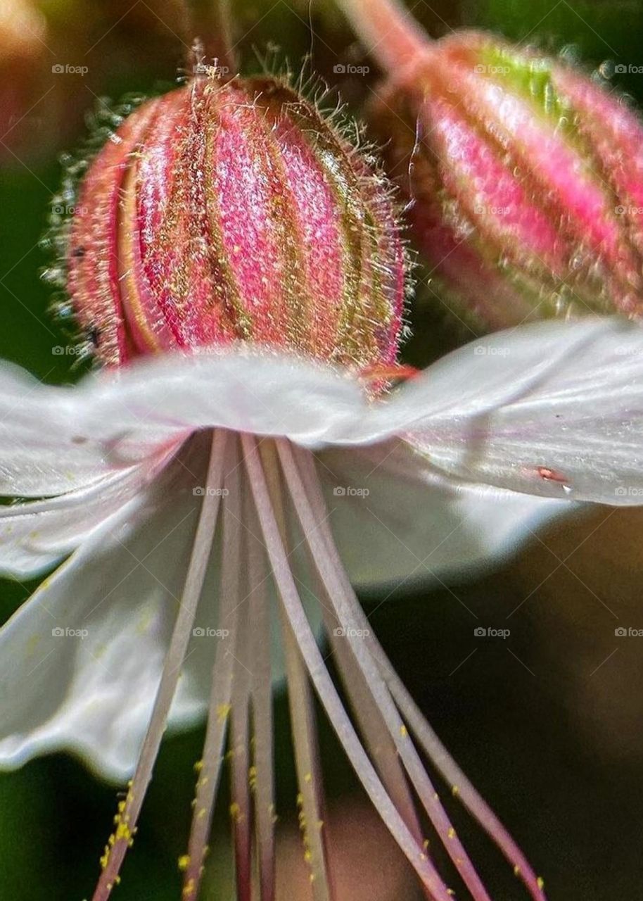 Beautiful flower with perfect details