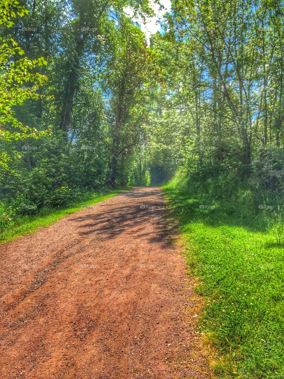 Path in the Woods