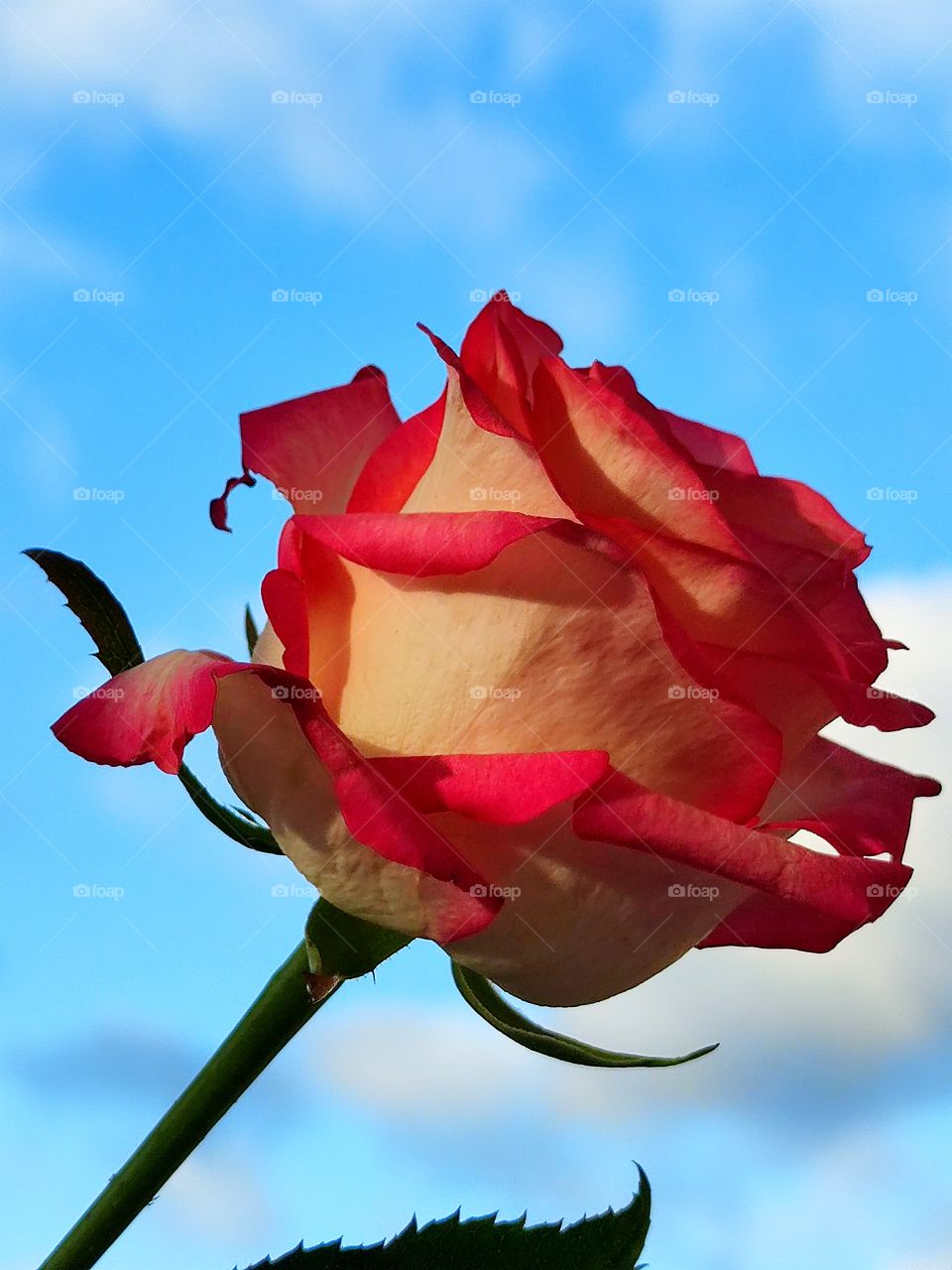 Pink rose on blue sky background