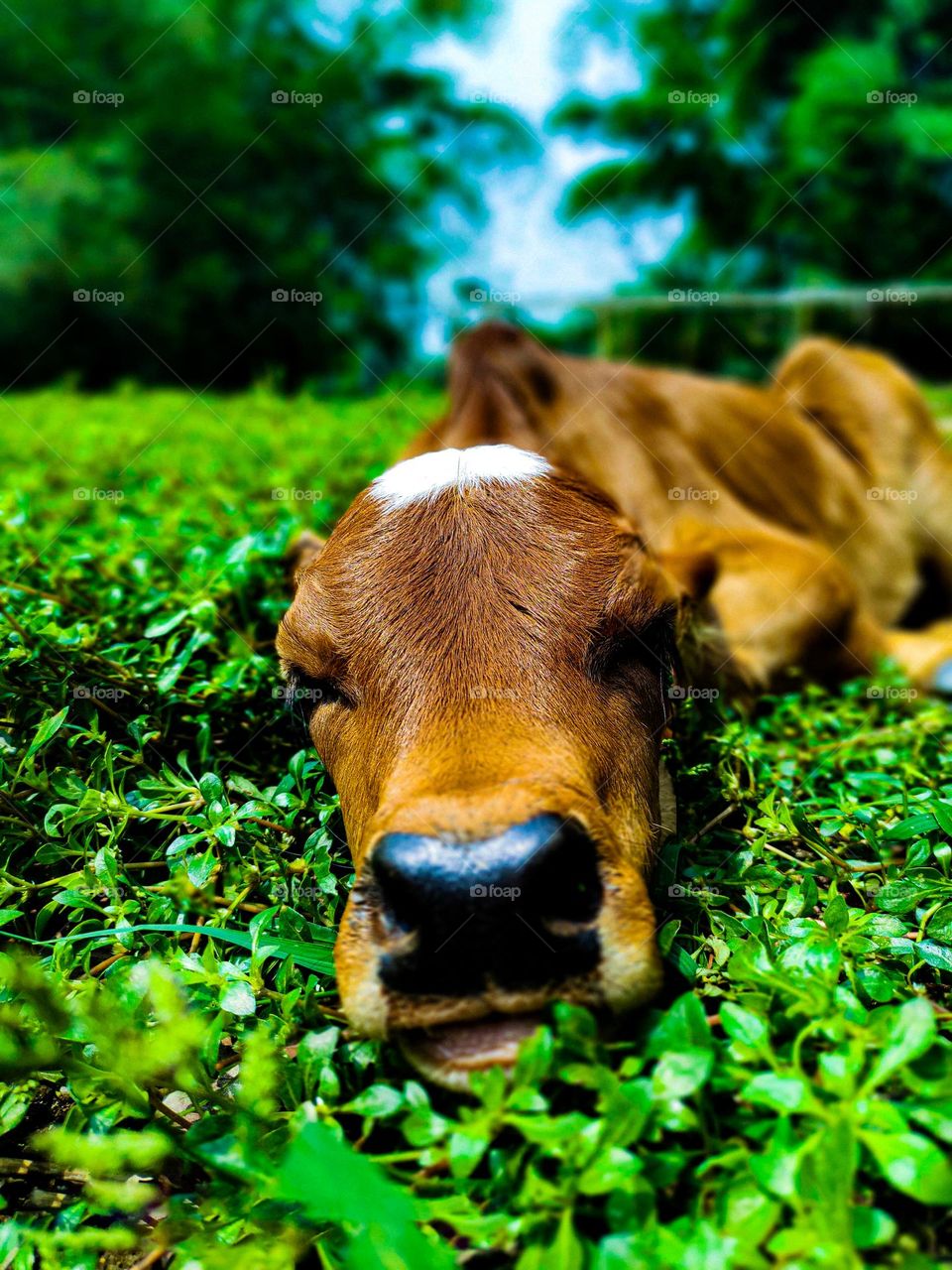 This calf is ours. I took photos of this calf. Calf survival is very beautiful. There is a white spot on the forehead. So the animal looks very beautiful.