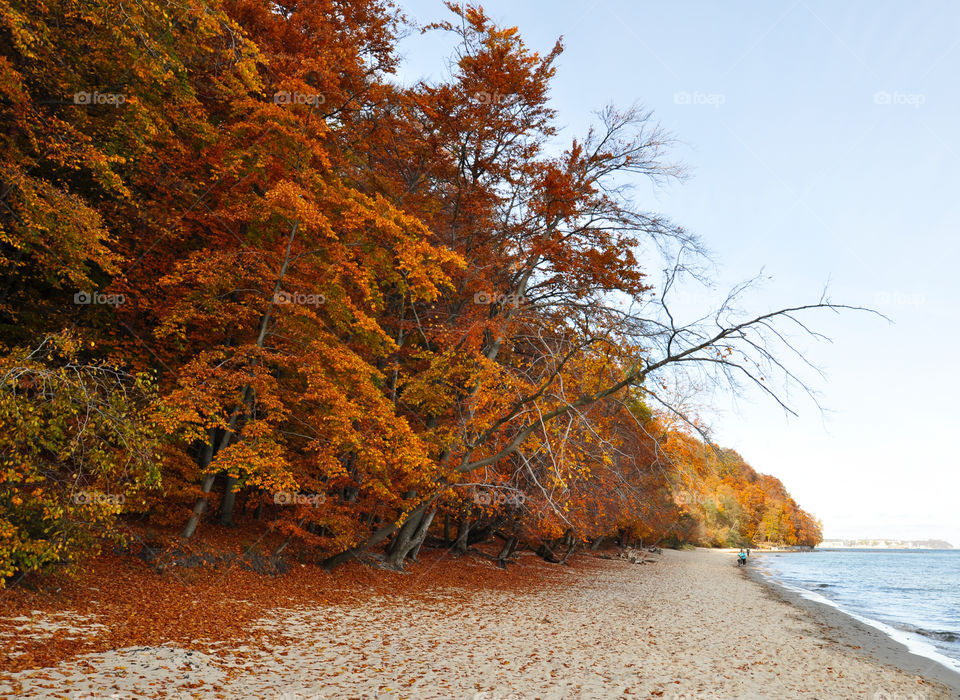 Autumn trees near beach