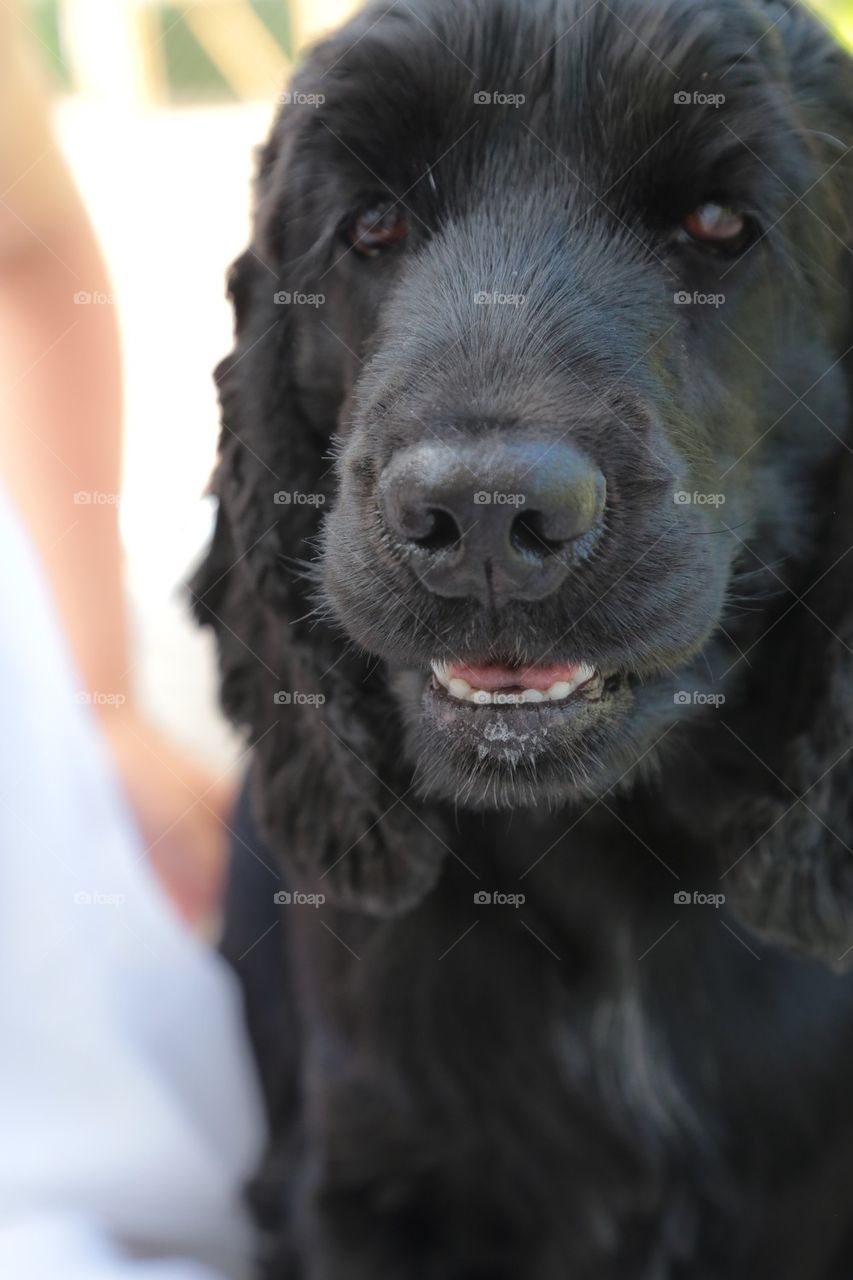 Portrait of black dog