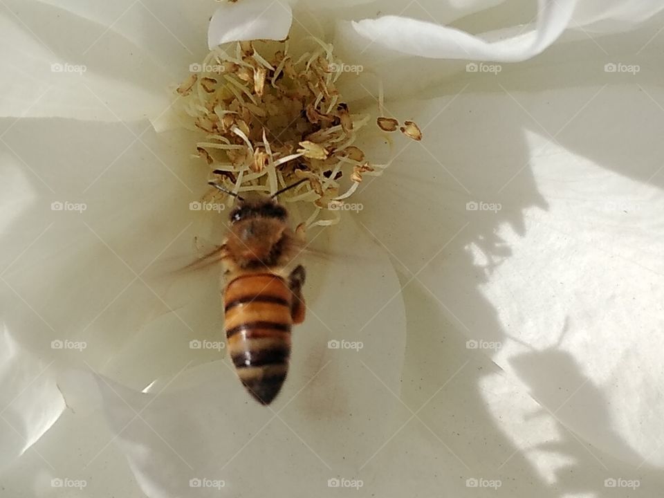 bee collecting pollen on a beautiful white flower
