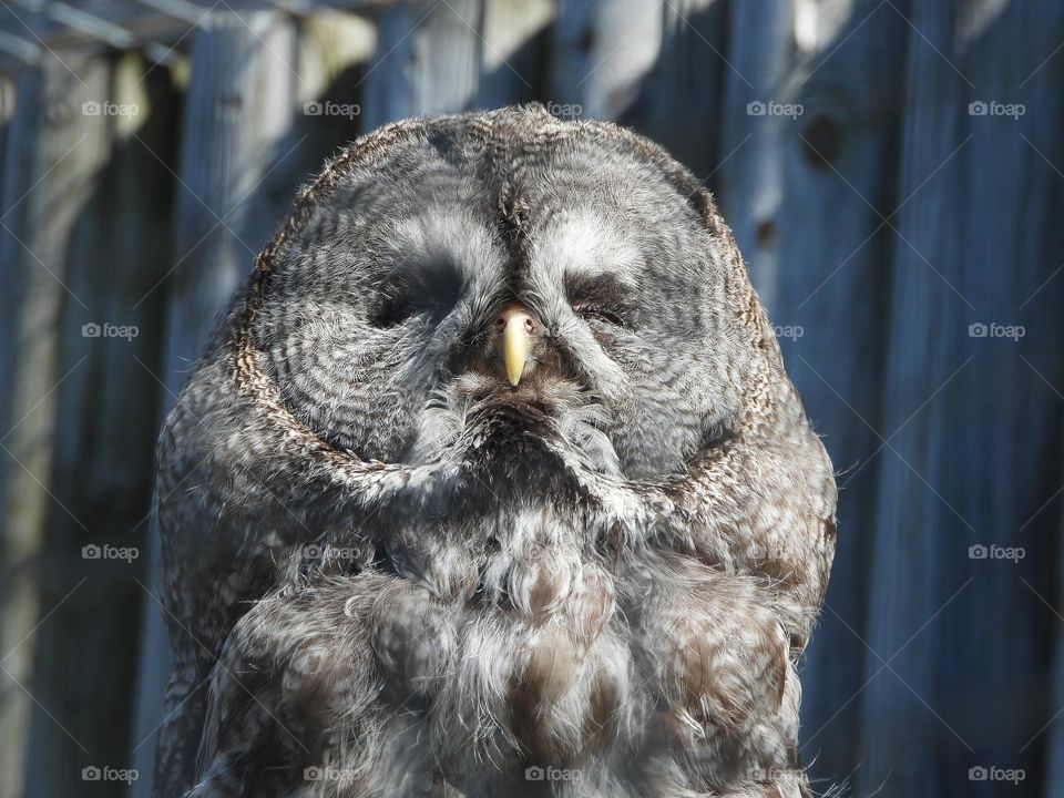 A close up of a owl