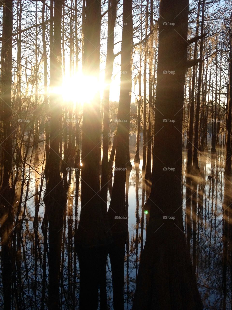 Sunrise thru the Forest 