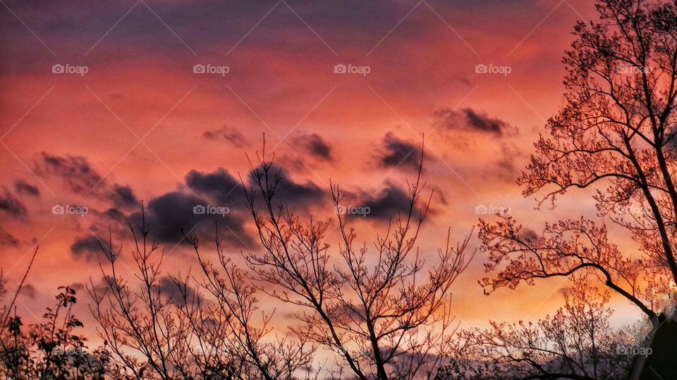 Scenic view of tree during sunset