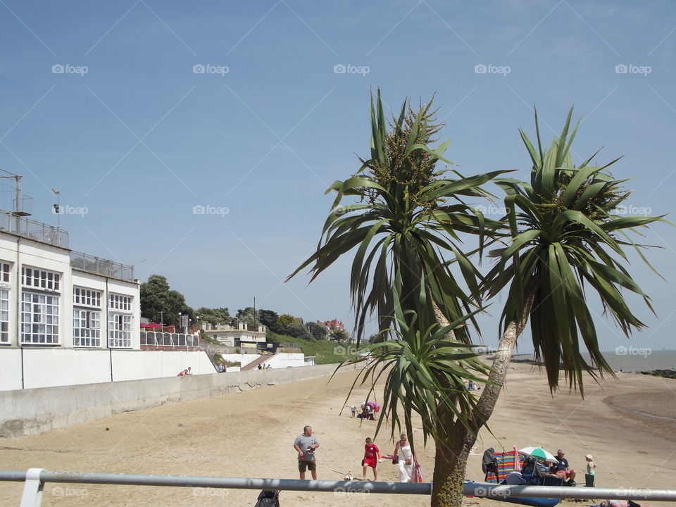 Beachside Palms