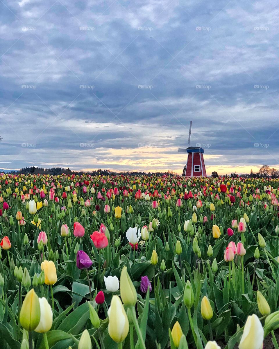 Ominous Spring Skies