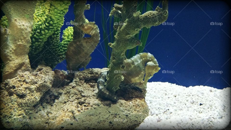 seahorses