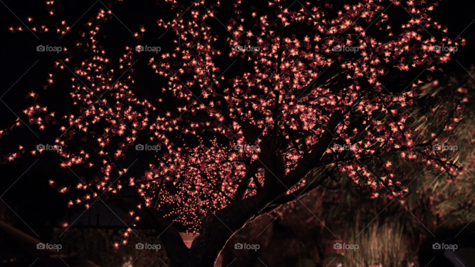 manila tree lights cherry blossom by danielle625
