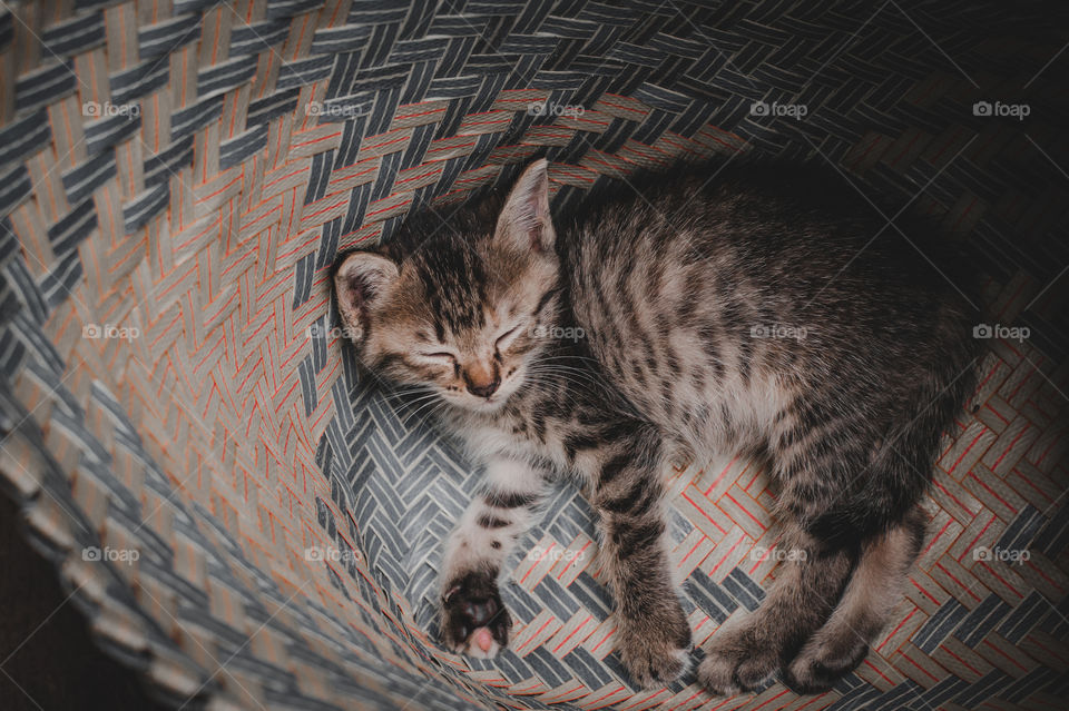 The little cat is sleeping in the basket