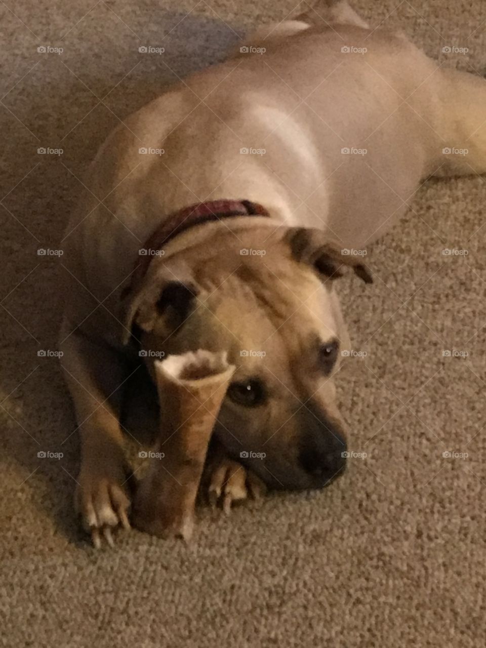 A dog and his bone
