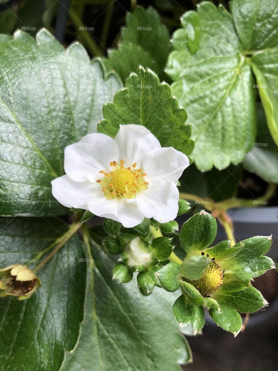 Hanging basket strawberry plant